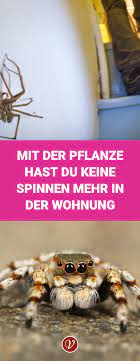 mit der pflanze hast du keine spinnen mehr in der wohnung spinne pflanzen tipps