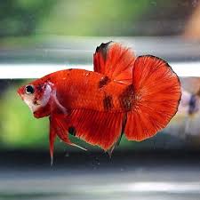 Live Betta Fish Male Fancy Red Koi Galaxy Juvenile Halfmoon Plakat Hmpk N7 Betta Fish Betta Live Fish For Sale