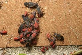 Installing a few bird feeders and baths is typically sufficient and the results should come fairly quickly. Boxelder Bugs Umn Extension