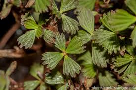 Image result for Myrothamnaceae