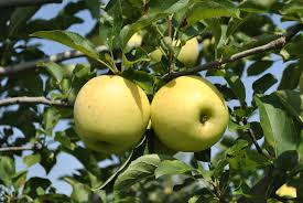 It's easier to grow oranges with new plants rather than with seeds. Stark Picks Easy To Grow Fruit Trees Stark Bro S