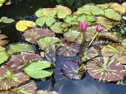 Image result for Nymphaea maculata