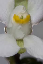 Image result for Cardiospermum corindum