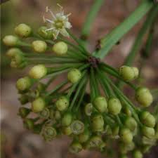 Image result for Astropanax polysciadius