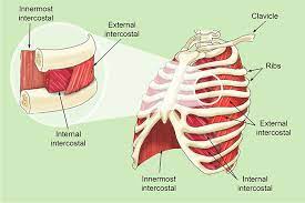 Often muscle spasms within the rib cage area are benign and caused by external forces such as injury. The Intercostal Muscles Allow Ribs To Move While Breathing