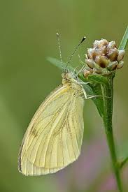 Image result for Pieris napi