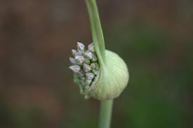 Elephant Garlic Allium Ampeloprasum Allium Ampeloprasum Wikipedia The Free Encyclopedia Allium Plants Herbs