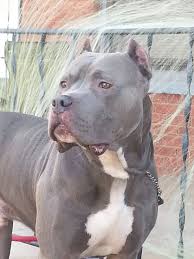 Tiger Stripe Black And Brown Pitbull Triplic On The App Store On Itunes Bully Dog Cute Dogs Pitbull Dog