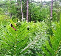 Image result for Osmundaceae