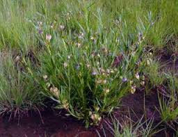 Image result for Trichodesma physaloides