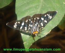 Search only for gambar kupu2 hitam putih Ciri Khusus Kupu Kupu Dan Fungsinya Berbagai Jenis Kupu Kupu Beserta Foto Gambarnya Website Pendidikan