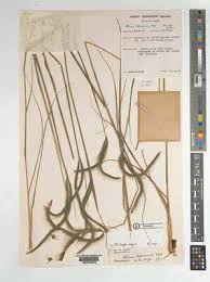 Image result for Ctenium longiglume