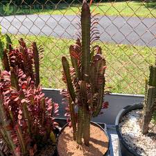 Image result for Euphorbia kilwana