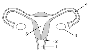 The egg shaped male gonads called testes rest in a sac called the s. Http Tagscience Weebly Com Uploads 6 3 1 5 63157181 General Reproduction Teachers Copy Pdf