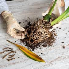 How To Identify and Prevent Root Rot