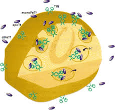 Image result for Transferrin