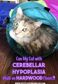 Can My Cerebellar Hypoplasia Cat Walk On Hardwood Floors Kitty Cat Chronicles Cats Cat Care Cat Walk
