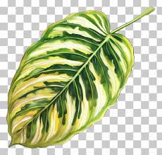 Image result for Telosma africana