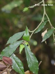 Image result for Streblus