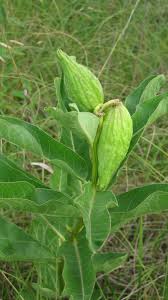 Image result for Paranecepsia alchorneifolia