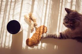 Maybe you would like to learn more about one of these? Solid Gold Cat Food Review You Should Know To Consider