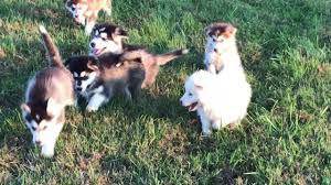 You will find superior support and service for your legends alaskan malamute puppy. Giant Alaskan Malamute Puppies For Sale Youtube