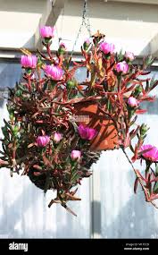Image result for Carpobrotus