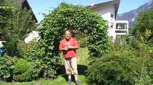 Where can i get free trellises at home depot? How To Grow Hops On An Arch In Your Garden Part 1 Youtube