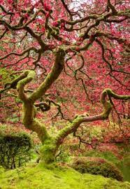 Pin On Stromy Trees