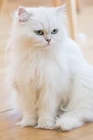 Here i list some of my favorite white cat breeds with pictures that look amazing and can serve as an ideal pet. These Facts About White Cat Breeds Are Quite Fur Tastic Cat Appy