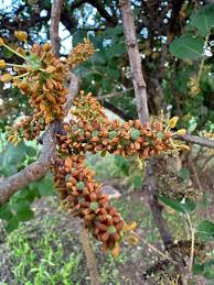 Image result for Ceratonia