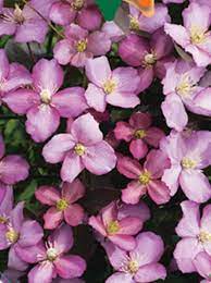 Maybe you would like to learn more about one of these? Clematis Montana Pink Perfection Berg Waldrebe Pink Perfection