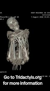 Image result for Tridactyle virginea