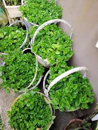 Cara menanam dan merawat pohon anggur brazil. Elak Diserang Ulat Ini Tips Tanam Bayam Brazil Sihat Merimbun