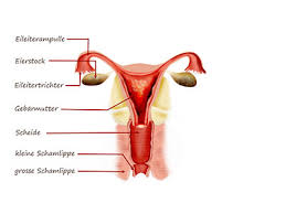Die eileiterschwangerschaft (fachbegriff tubargravidität, seltener lateinisch tubaria) ist die häufigste form einer schwangerschaft außerhalb der gebärmutter (fachbegriff extrauteringravidität). Eileiterruptur Ursachen Symptome Behandlung Medlexi De