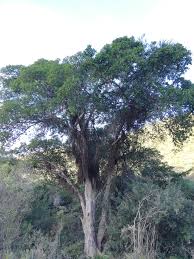 Image result for Ficus sur