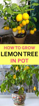 How Lemon Trees Make You A Better Garden Lover Lemon Tree From Seed How To Grow Lemon Fruit Garden