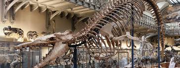 Ronan alain est paléontologue au muséum d'histoire. A La Decouverte Des Dinosaures Museum National D Histoire Naturelle