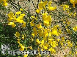 Image result for Aptosimum junceum