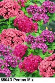 Image result for Pentas schumanniana