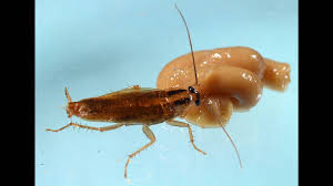 Welcome to pest animal kansas city! Roaches Growing Resistant To Poison Faster Than Known Study The Kansas City Star