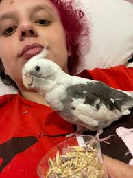 This is Chancy. He is pink and floofy and wants your cuddles.