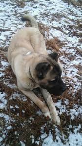 Max Kangal Malakli Kangal Kopegi Kopek
