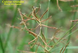 Image result for Cyperus sp.no.7