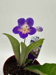 Image result for Streptocarpus goetzei