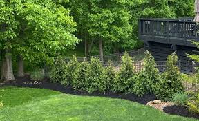 Mature shade foliage from an ornamental tree [c.j. Fast Growing Privacy Trees Tips For Planting Evergreens Heart Filled Spaces