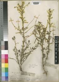 Image result for Indigofera heterotricha