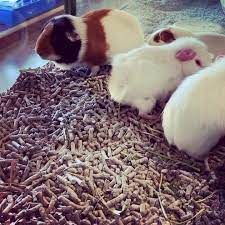 2,355 likes · 104 talking about this · 466 were here. Petz Place Home Facebook