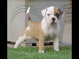 Our pitbull puppies' bloodlines are world renowned and time tested to produce the finest pitbull puppies in the world. Dog Stop Chewing Spray Stop Dog Eating Own Poop Bull Terrier Breeders Ct