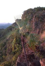 Image result for Cribbia brachyceras